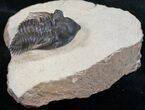 Bargain Metacanthina (Asteropyge) Trilobite - #13743-3